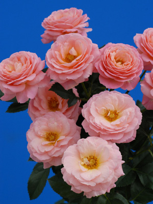 Rosa(Spray) Peche Mignon.jpg